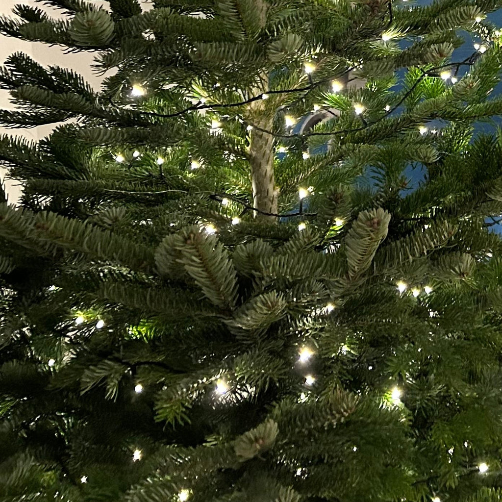 All Christmas Trees PREMIUM Nordman Fir