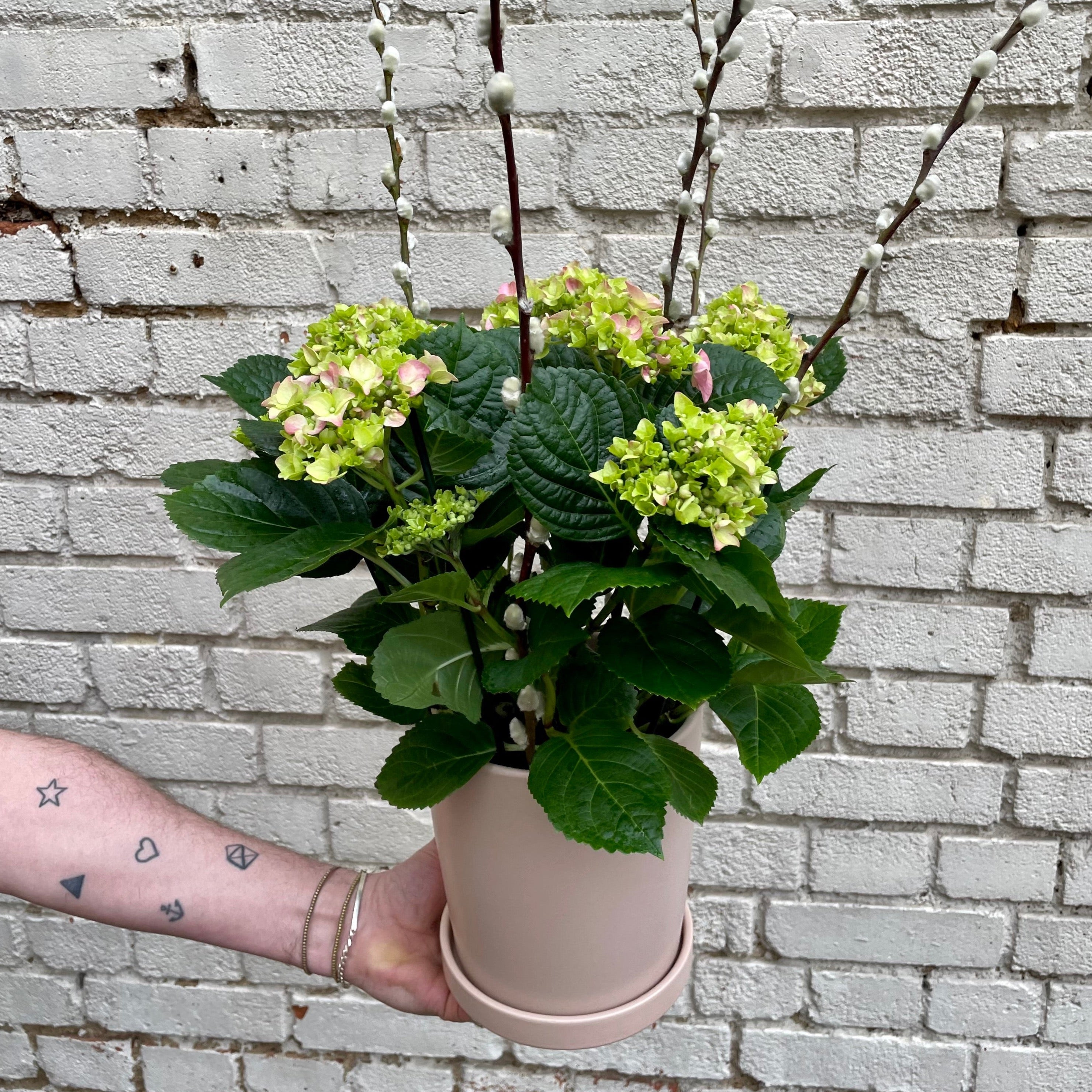 A hydrangea plant in a pink pot